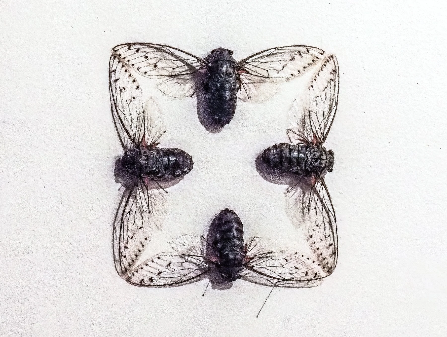 Jennifer Angus Lady Bug exhibt 4 insects squared.jpg