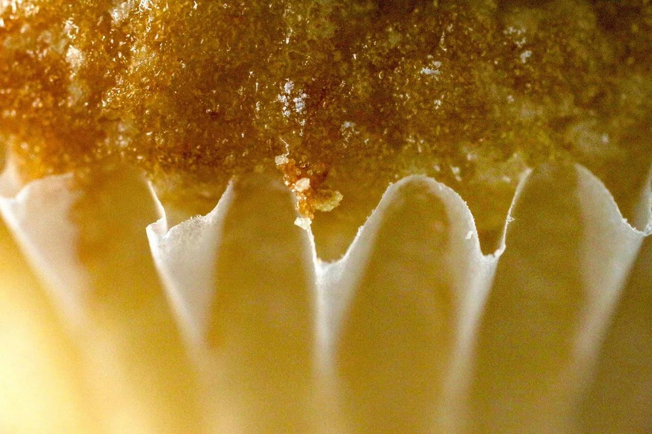 Close-up of a baked muffin with a golden-brown top and white paper baking cup.