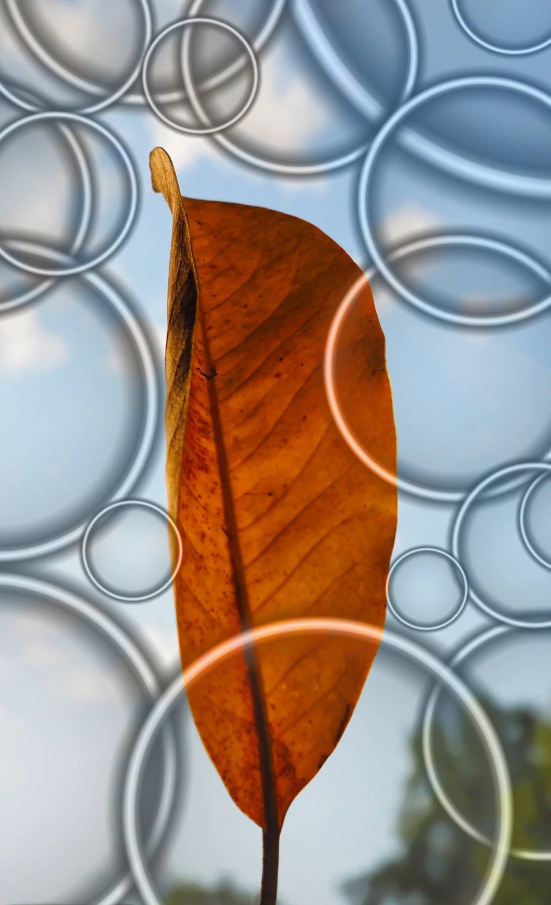 An abstract close-up of a brown autumn leaf against a background of a cloudy sky, is surrounded by overlapping metallic rings. Being creative with product photography by Margaret Waage.