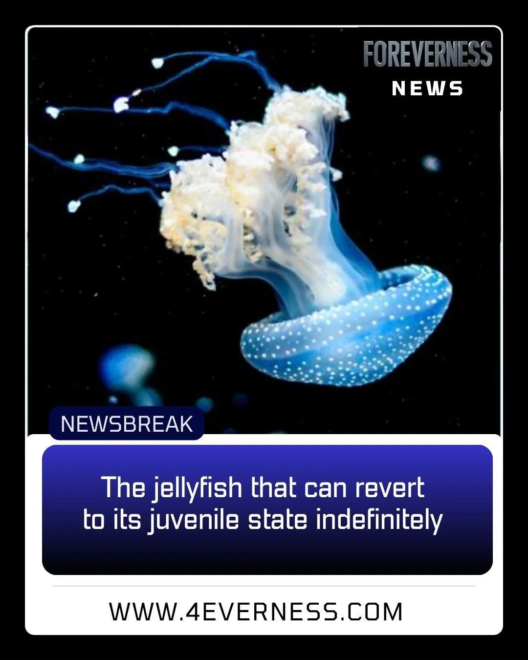 NEWSBREAK: “The jellyfish that can revert to its juvenile state indefinitely” 