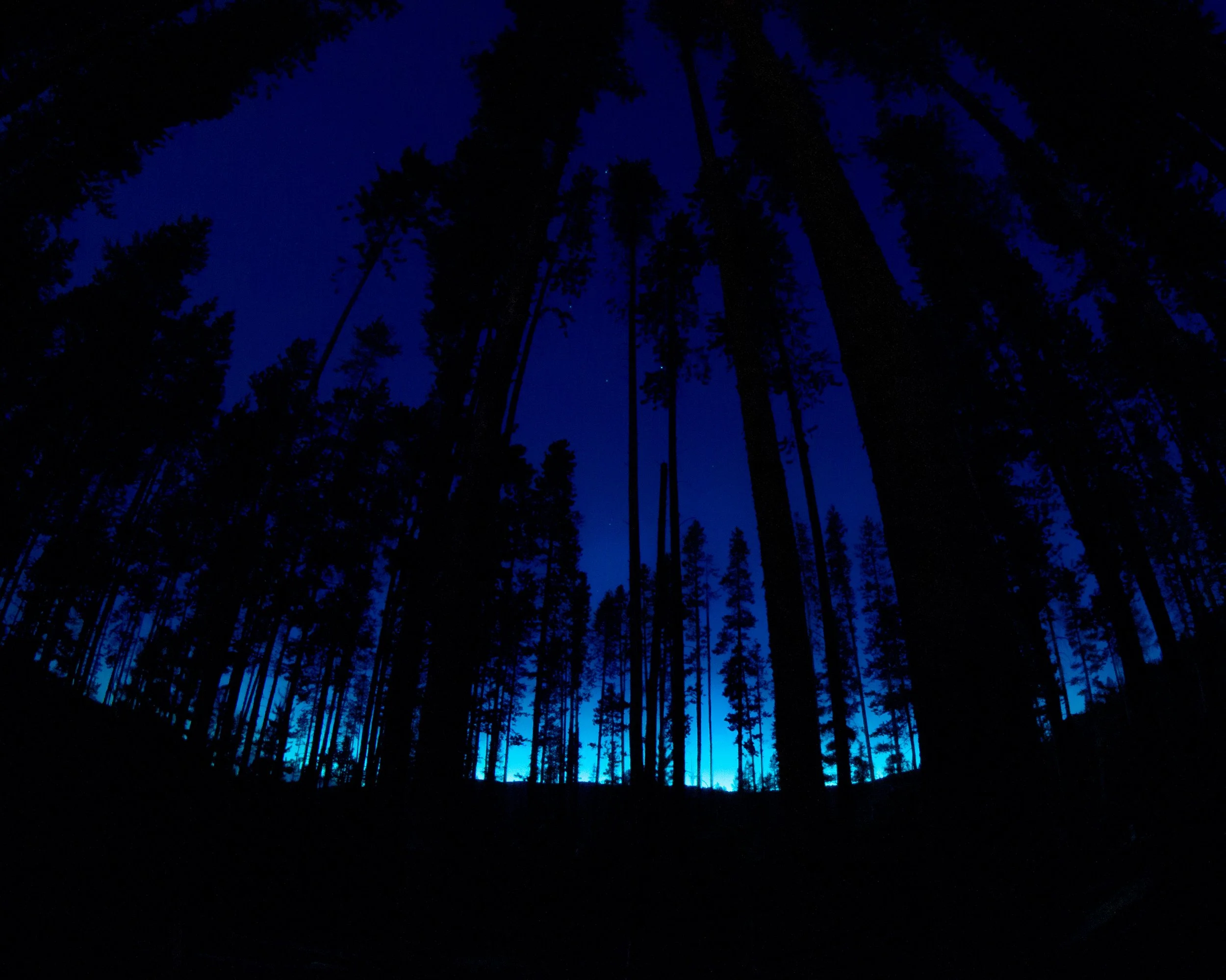 Tree Silhouette OR.jpg