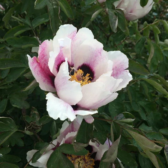 kings-lynn-terrace-peony-0.jpg