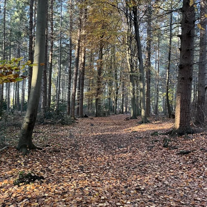 kings-lynn-woodland-0.jpg