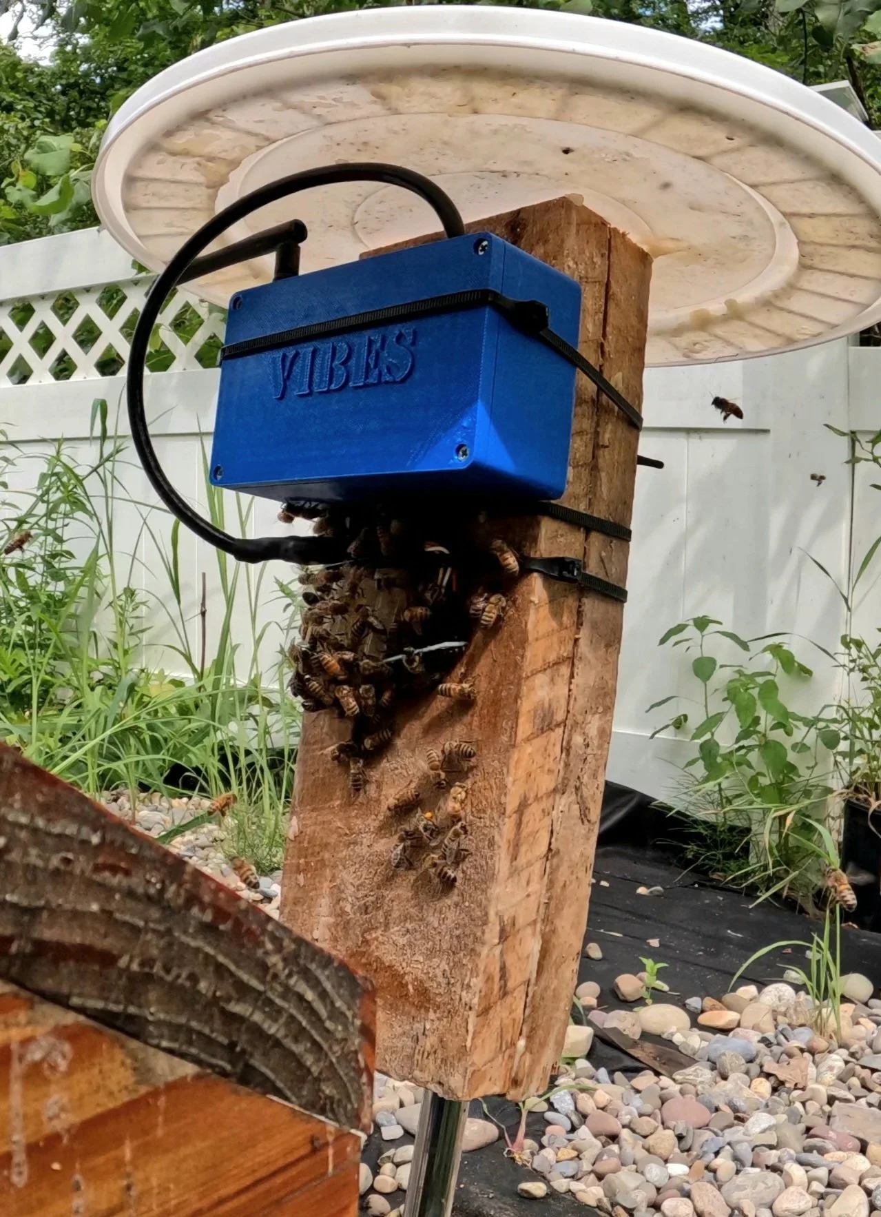 Automated Honey Bee Bivouac Detection