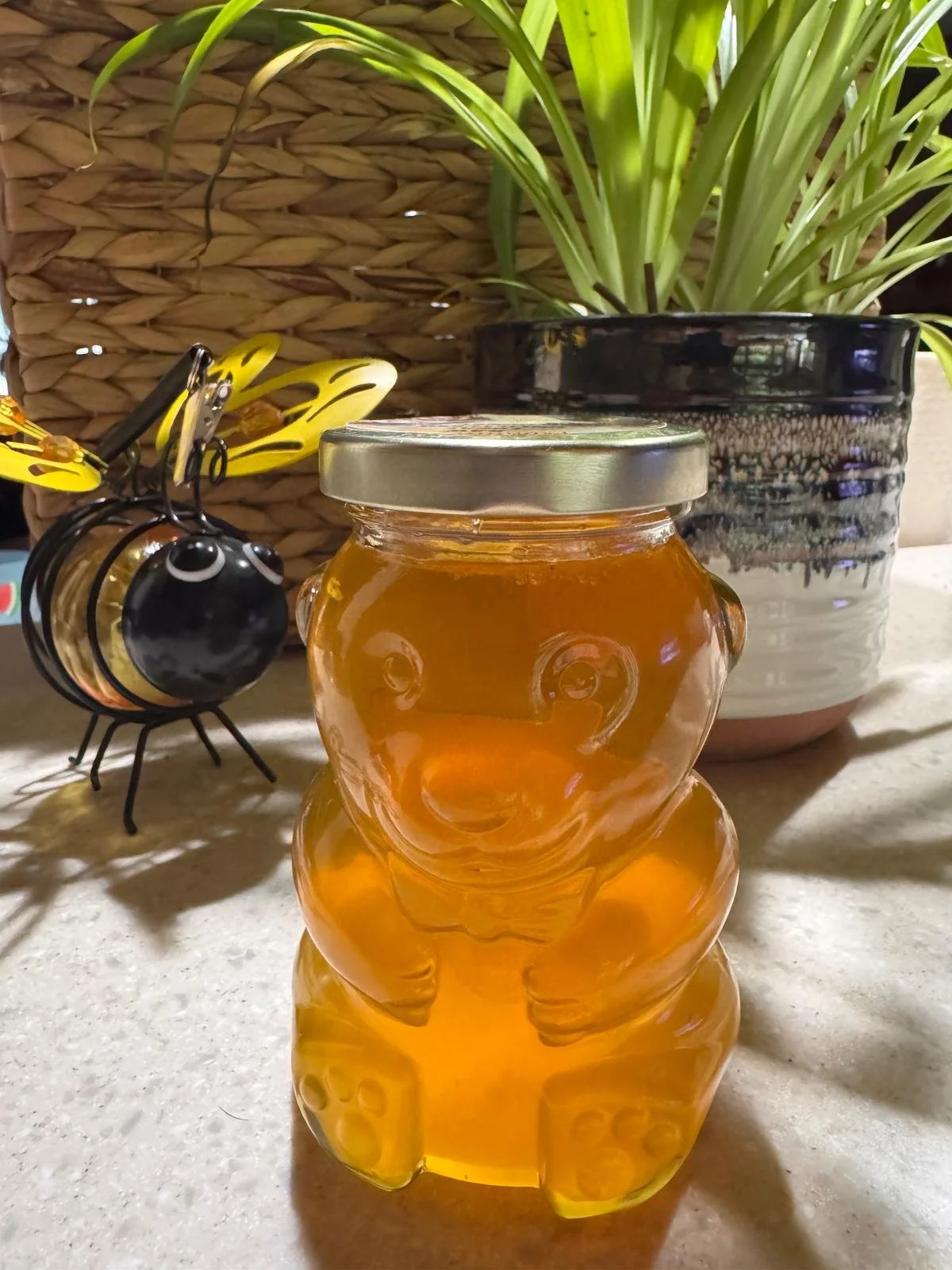 Classic Harvest 12Oz - Teddy