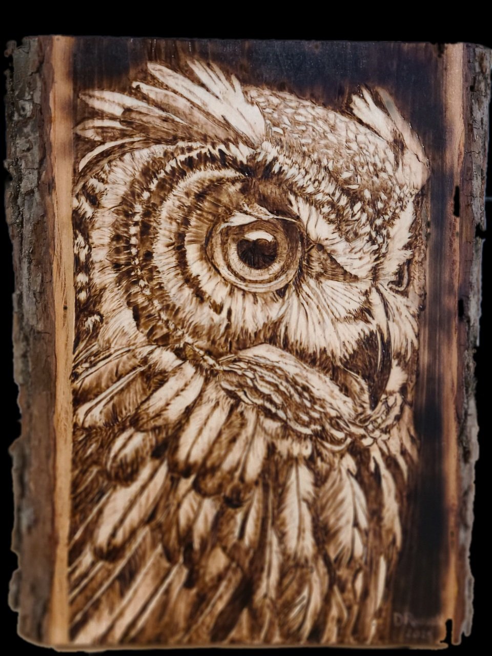 Owl Portrait