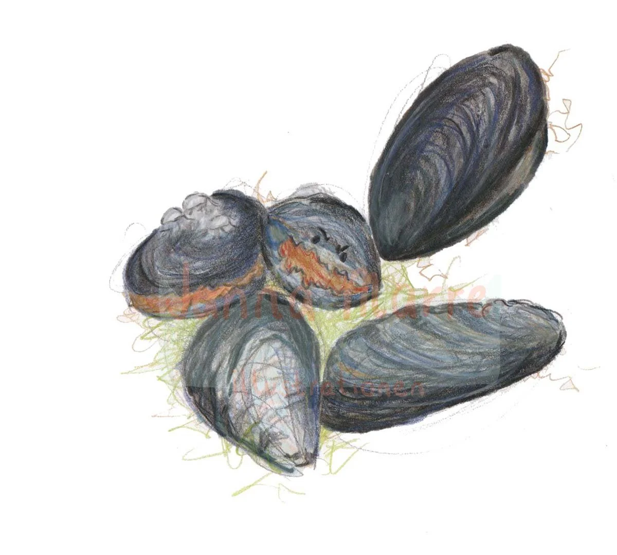 miese_Muscheln.Wasserzeichen.jpg