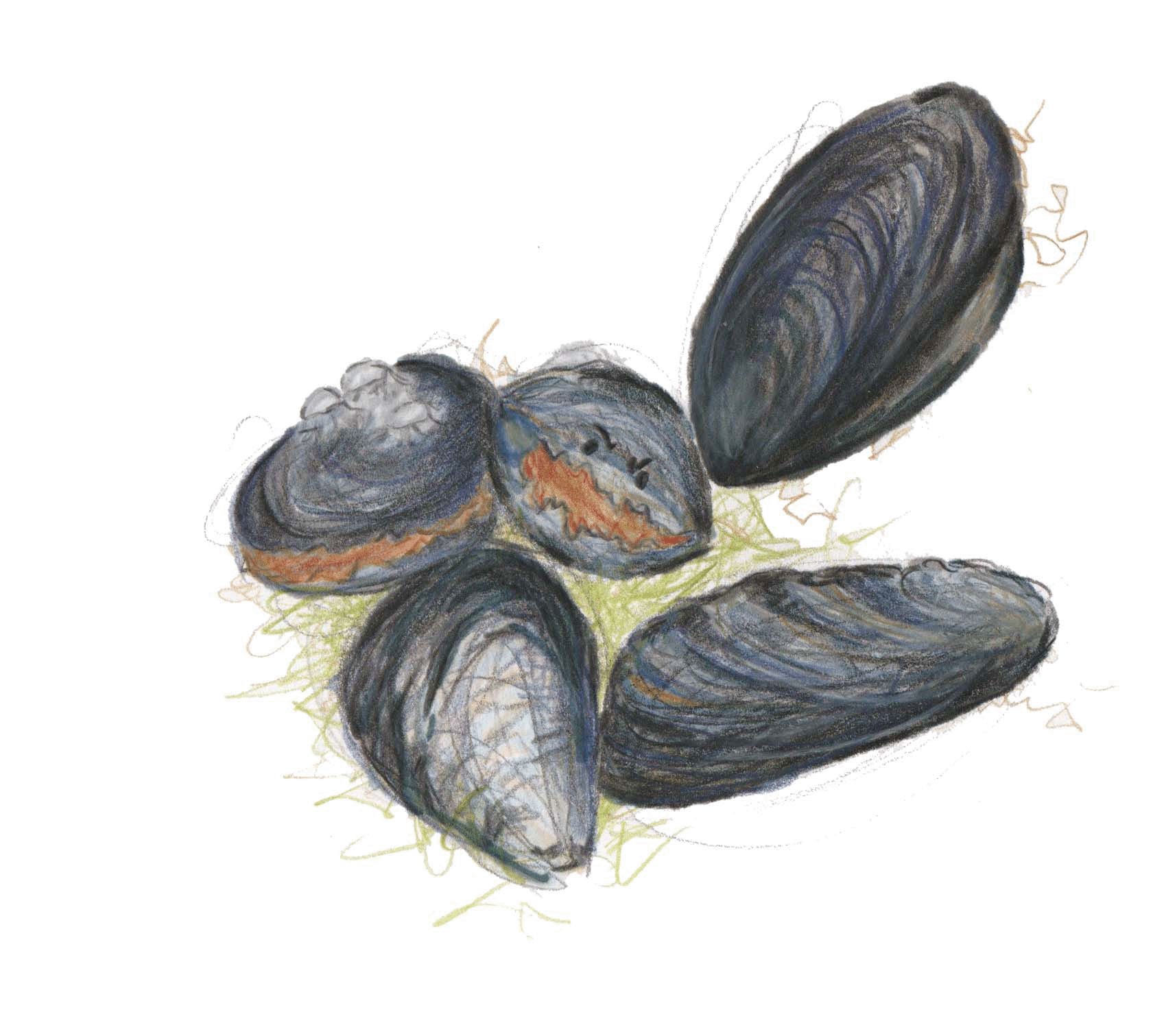 Taavi taucht ab - Taavi erzählt Geschichten von miesen Muscheln...