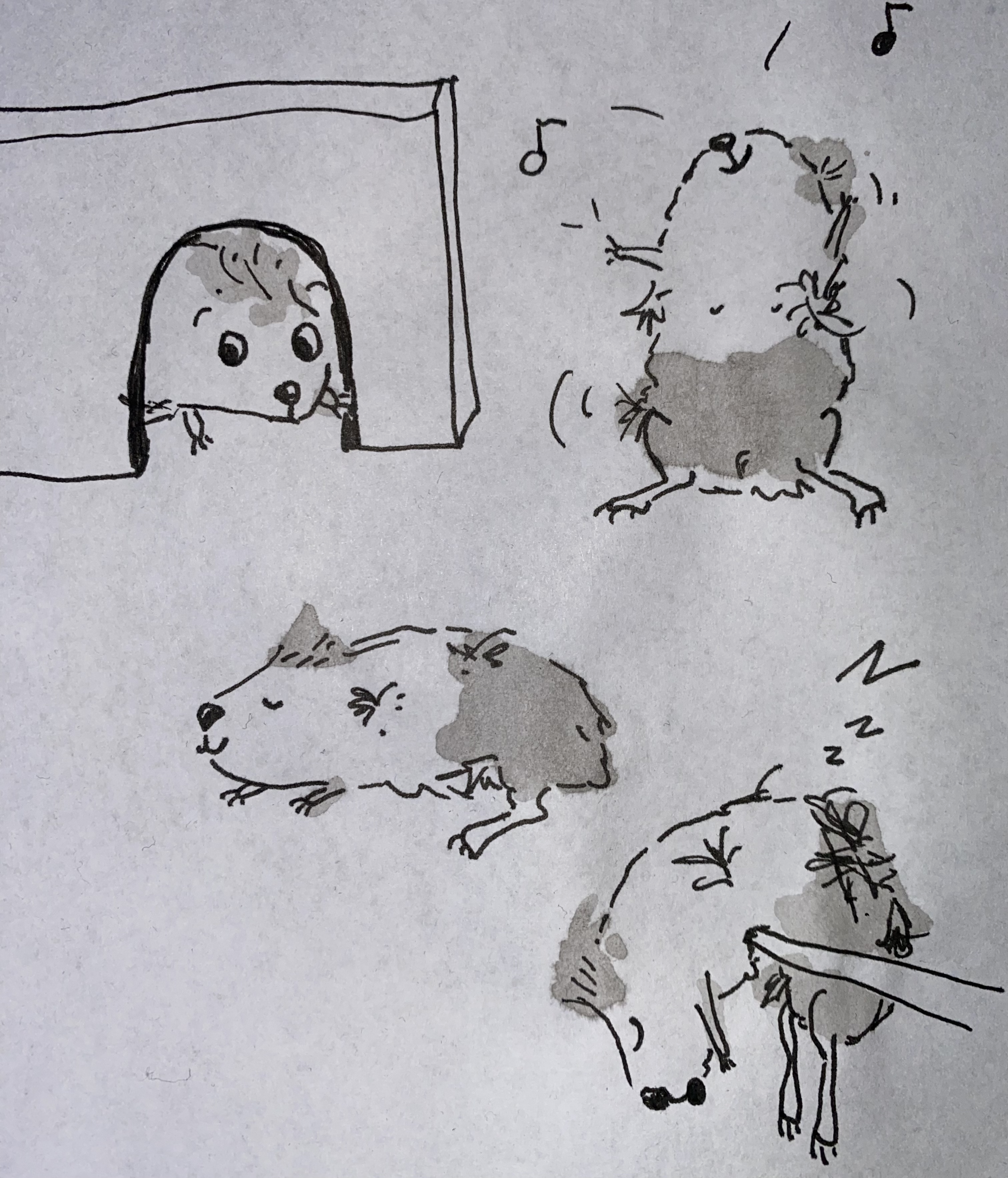 Meerschweinchen - Characterdesign mit Tinte