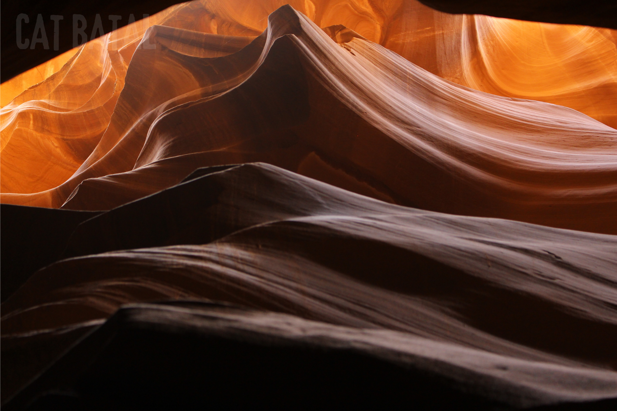 CAT BATAL copy 3.png