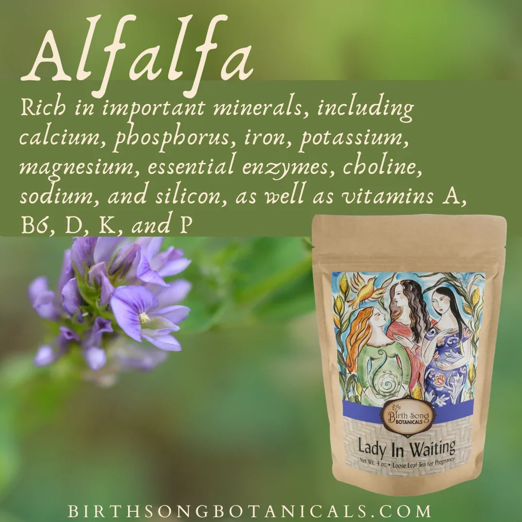 Lady in Waiting Herbal Pregnancy Tea 7.webp