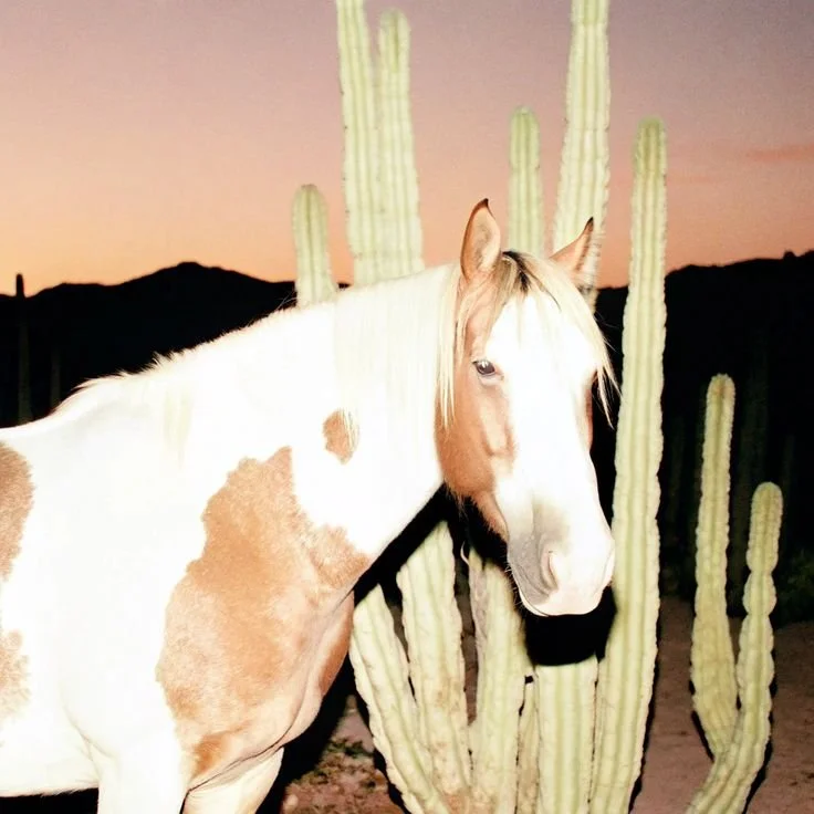 armenian dream era.jpg