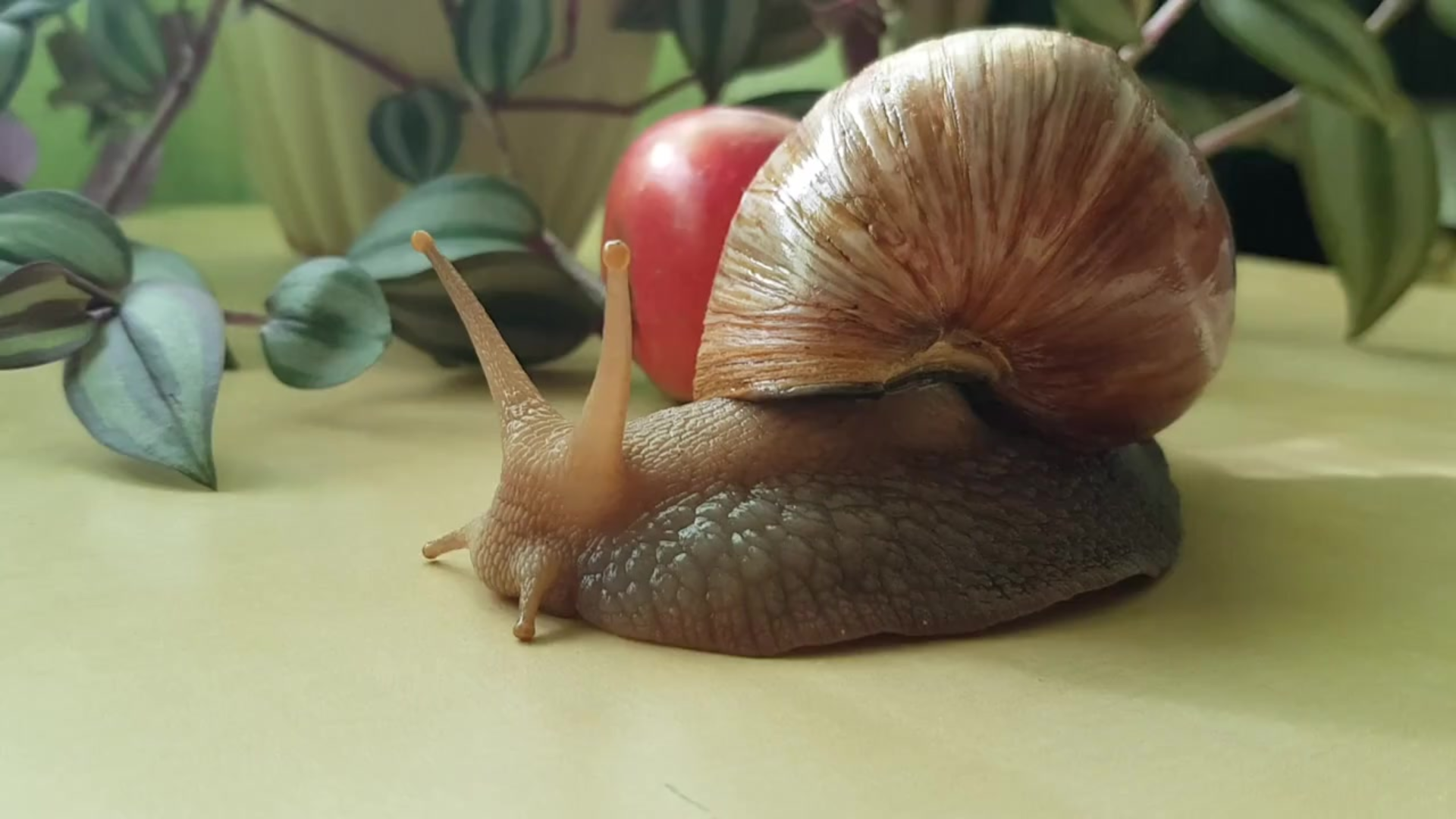 Insetto lumaca con conchiglia marrone, percorso da un foglio verde e una mela rossa sullo sfondo.