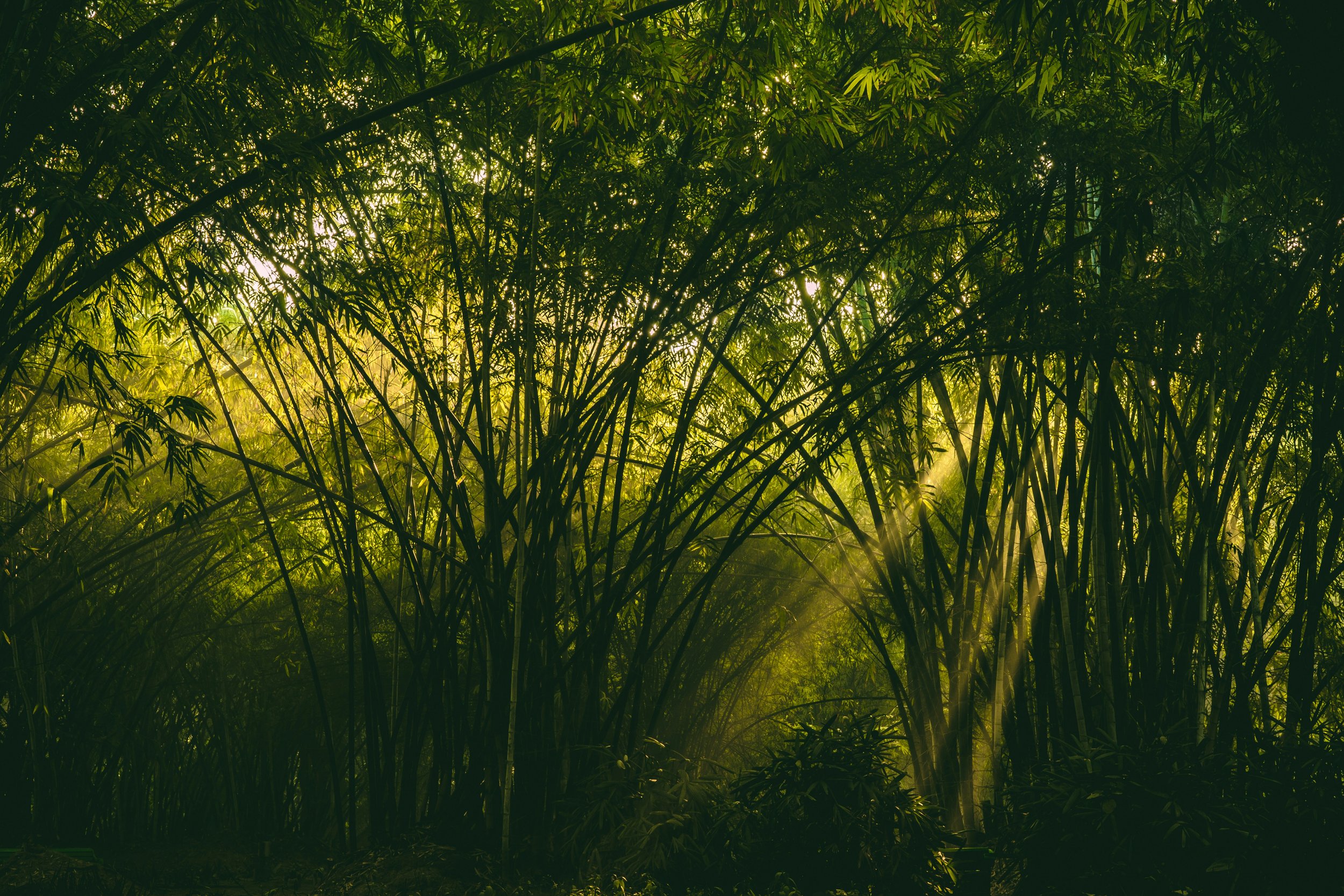 Rise &amp; Bend, like Bamboo 🎋 (online)