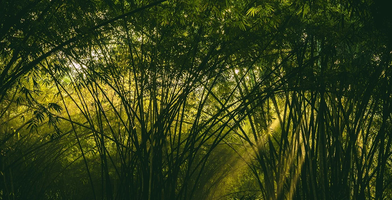 bamboo.jpg