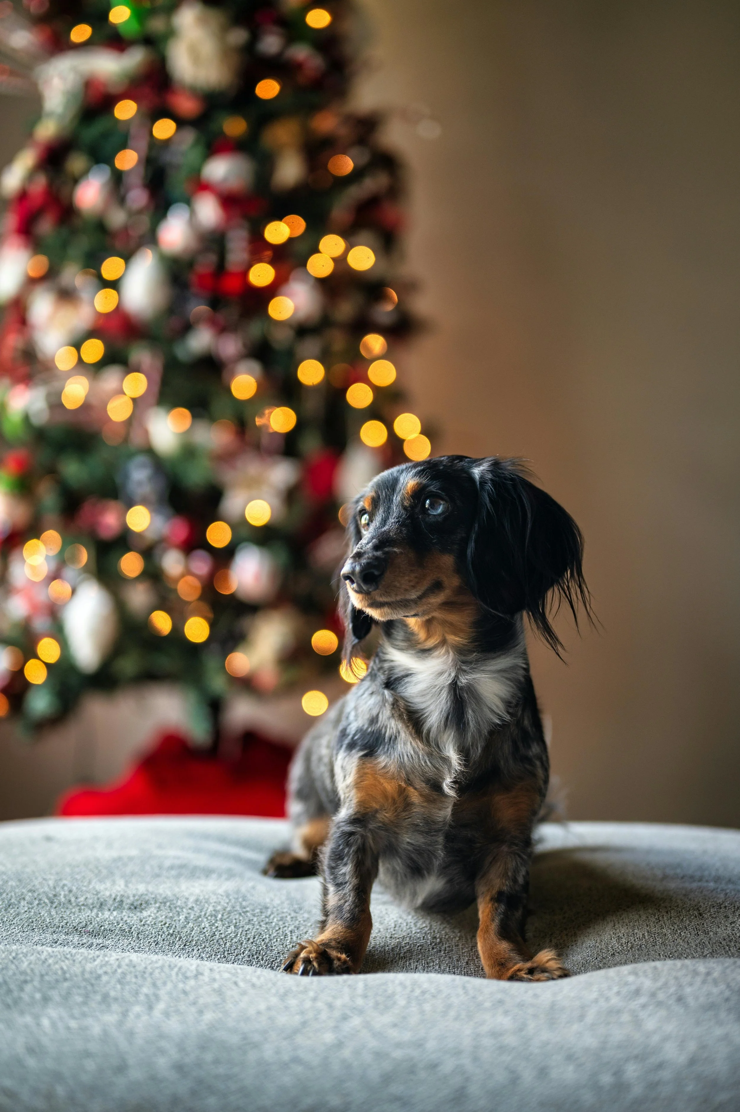 Skip the Sweater, Book the Sparkle: Why a Grooming Appointment is the Ultimate Holiday Gift for Your Dog 🎁