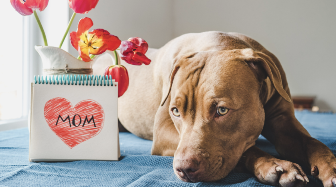 A Mother’s Day Made for Dog Moms