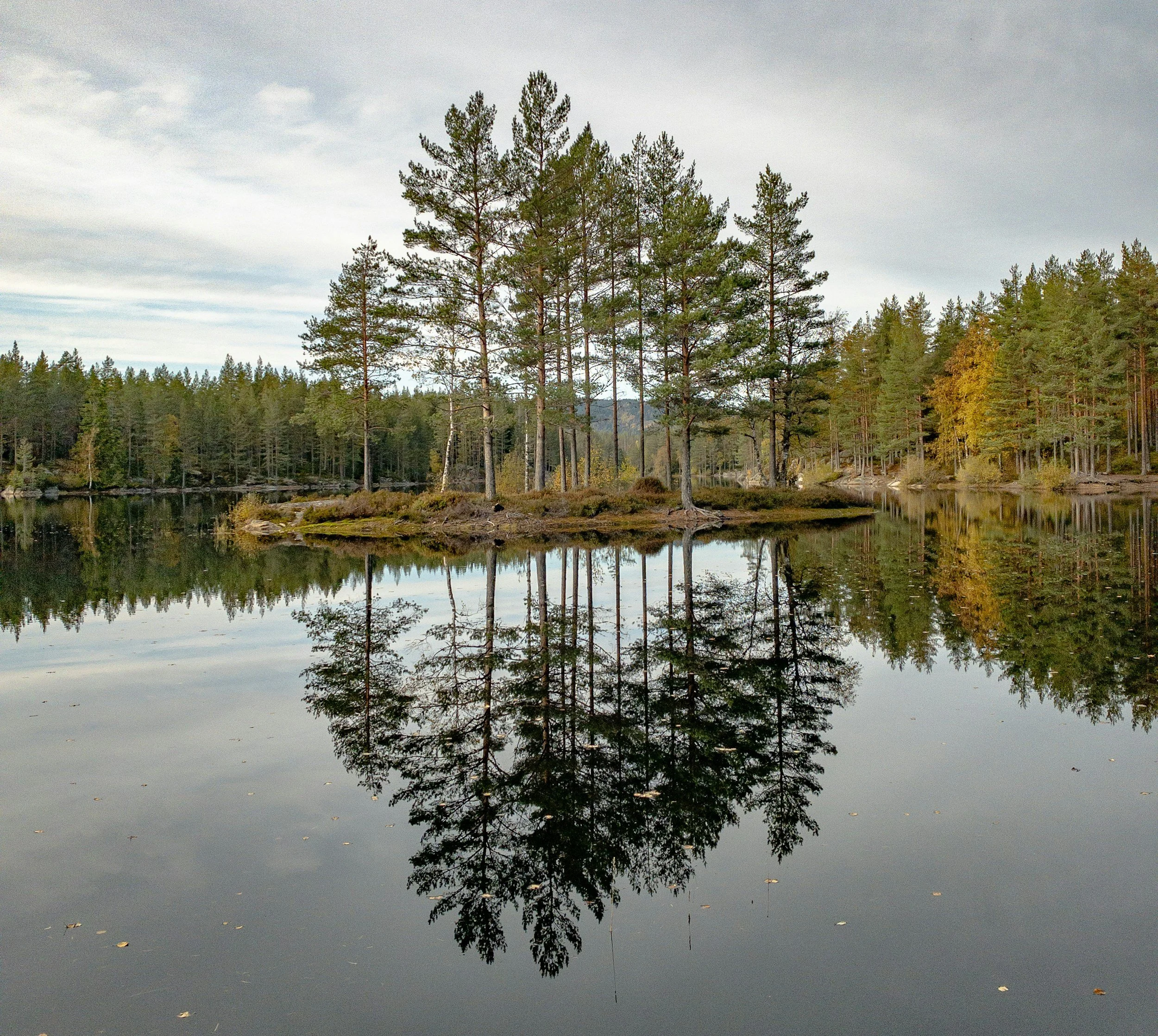 A serene lake with a small island of pine trees, surrounded by a dense forest, reflecting the trees and sky on its calm surface.