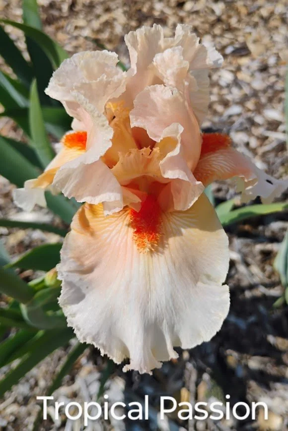 Tropical Passion