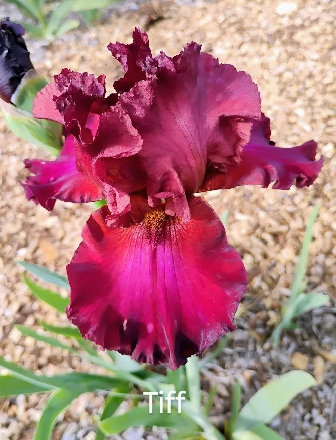 Tiff (Rebloom)