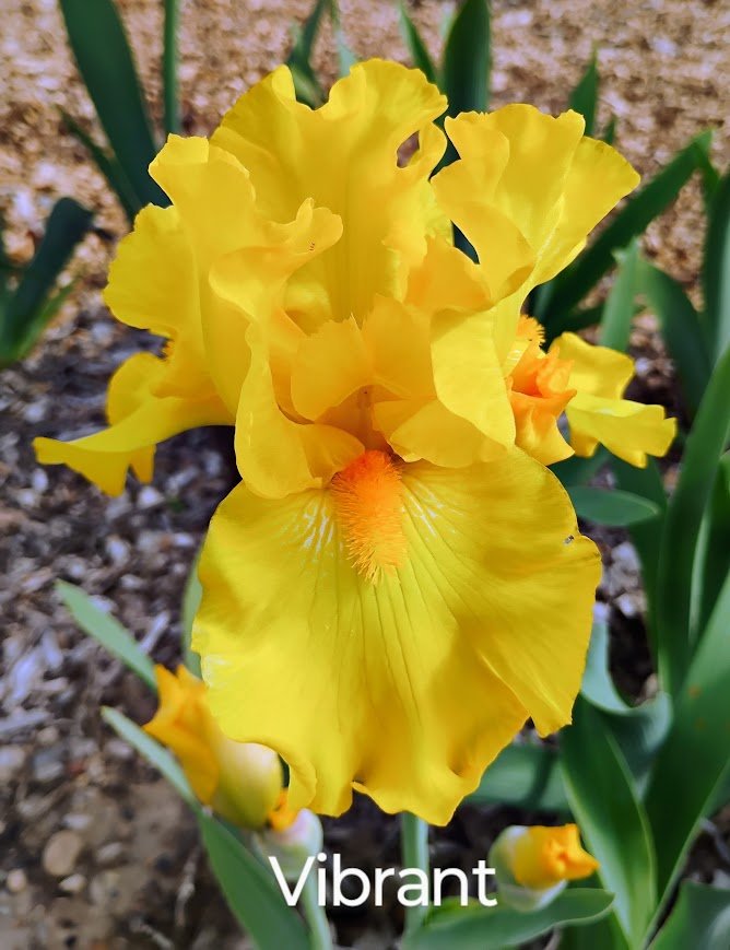Vibrant