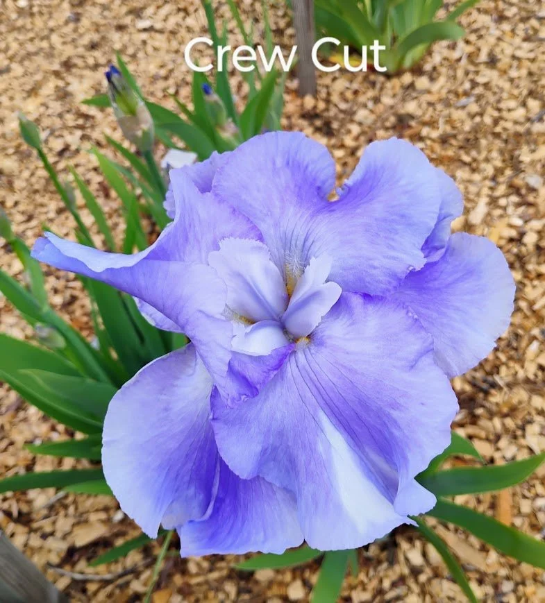 Crew Cut (Novelty - Flattie)
