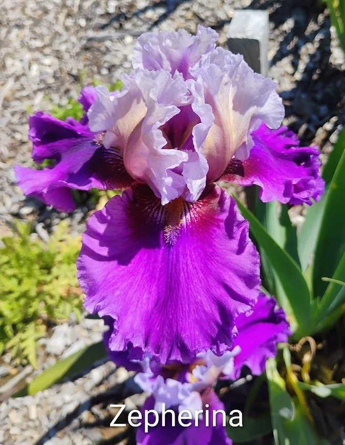 Zepherina (Rebloom)