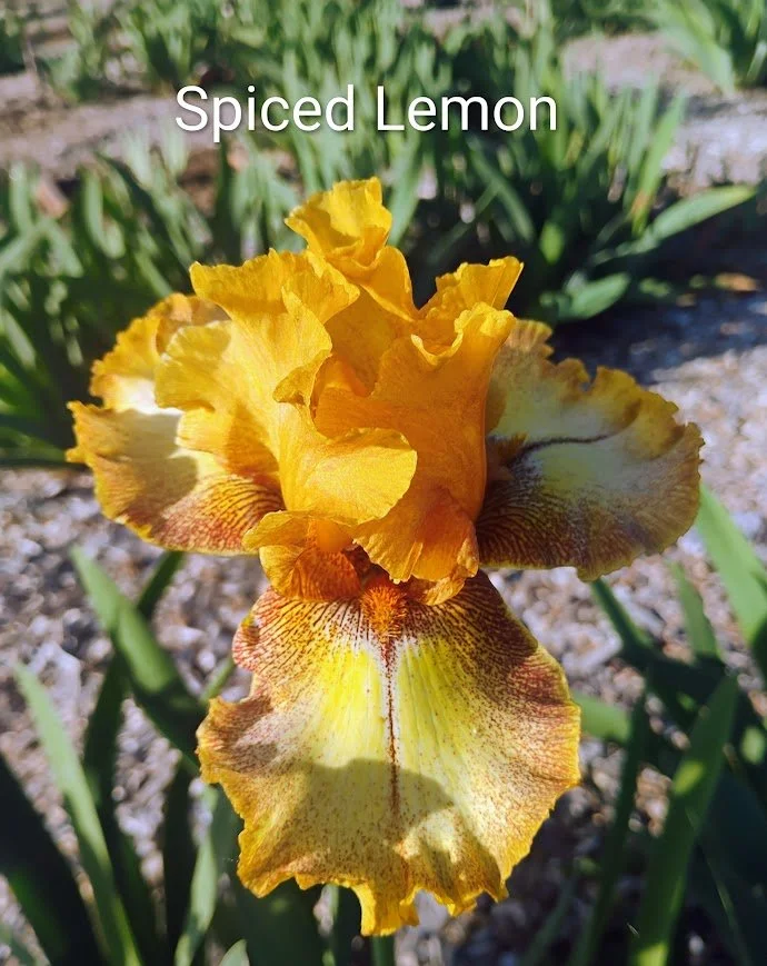 Spiced Lemon