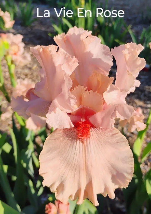 La Vie En Rose