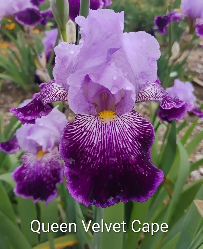 Queen's Velvet Cape