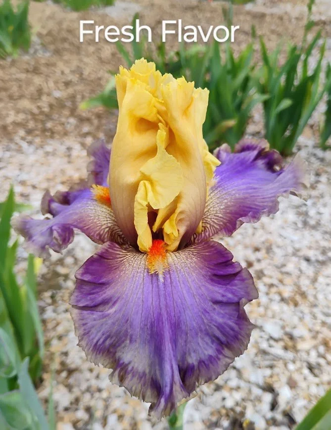 Fresh Flavor (Rebloomer)