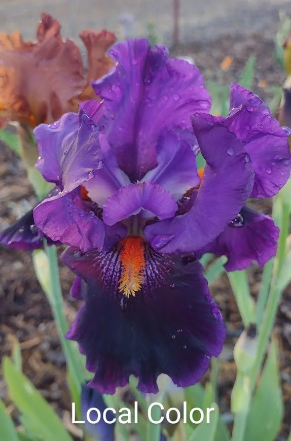 Local Color