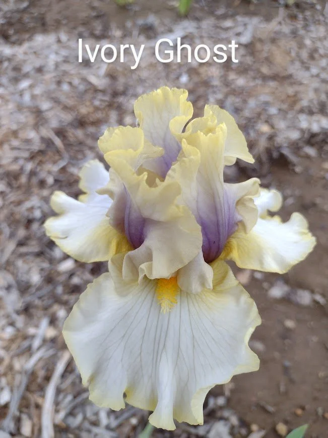 Ivory Ghost