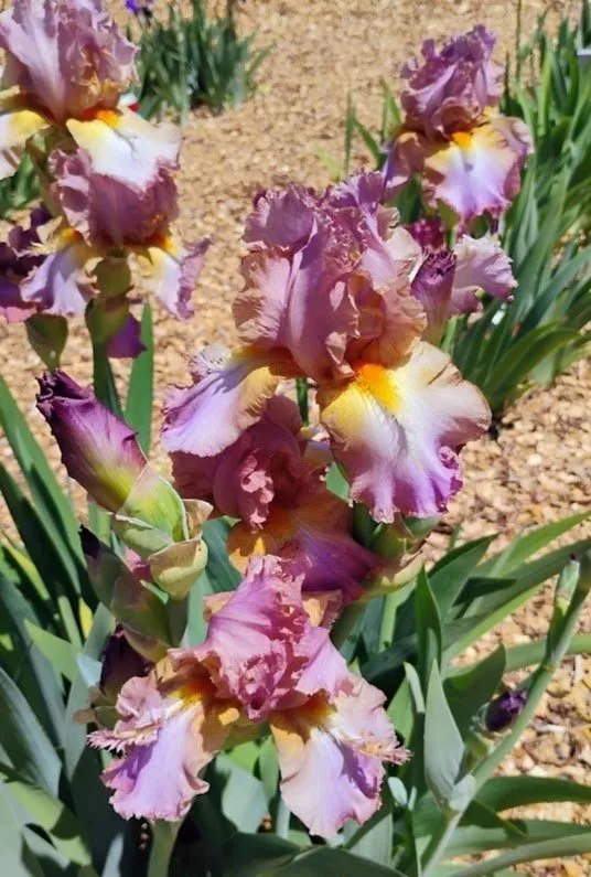 Cocorico+%285%29.jpg
