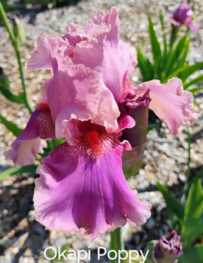 Okapi Poppy