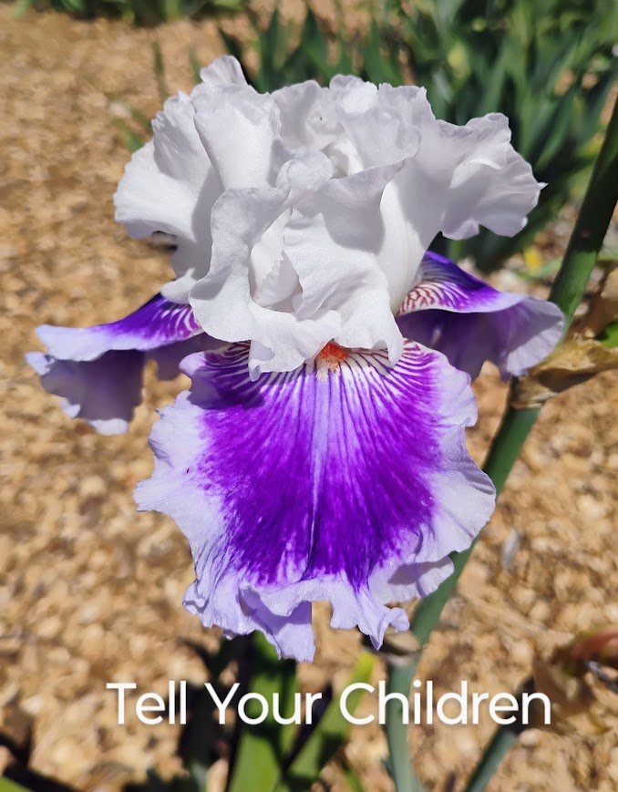 Tell Your Children
