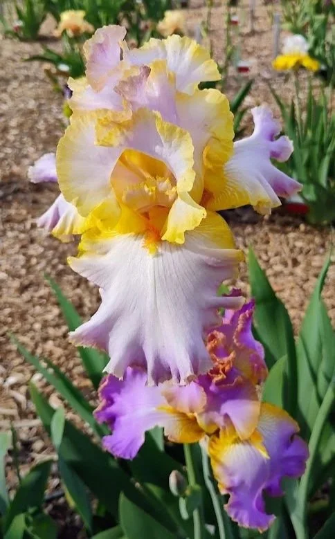 All+About+Spring.jpg