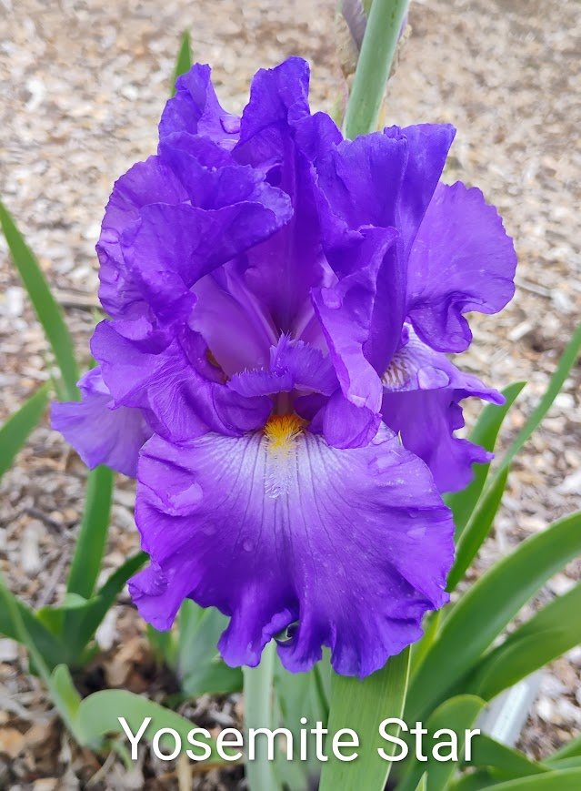 Yosemite Star (Rebloom)