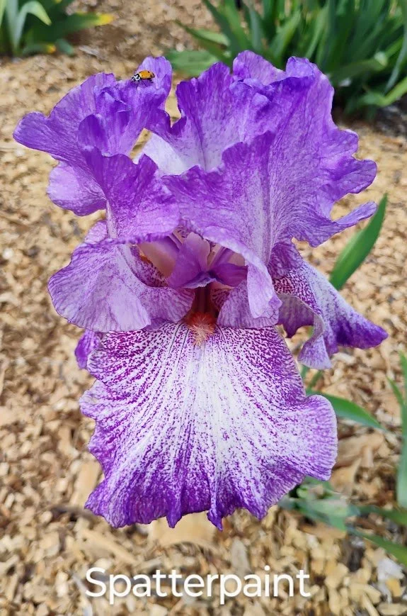 Spatterpaint (Rebloom)