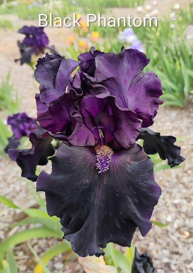 Black Phantom