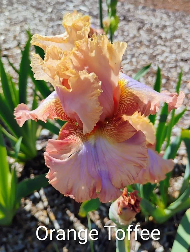 Orange Toffee (Rebloom)