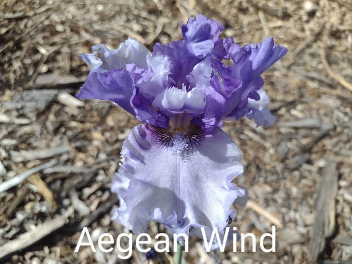 Aegean Wind