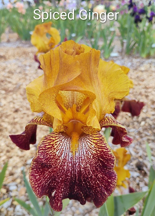 Spiced Ginger