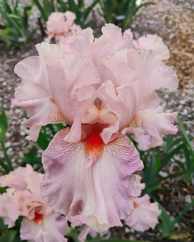 Venus+In+Pink.jpg