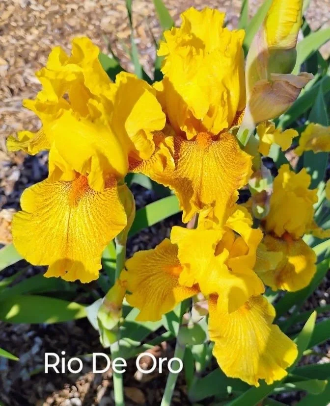 Rio+De+Oro.jpg