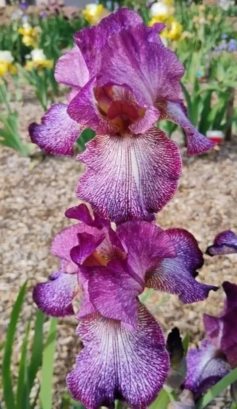 Lady%2BIn%2BPurple.jpg