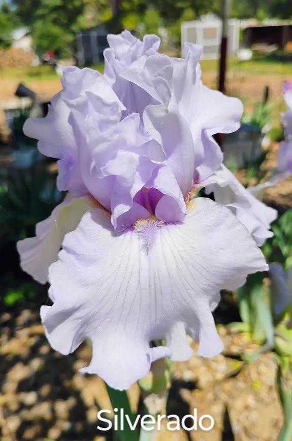 Silverado (Rebloom) American Dykes Medal 1994