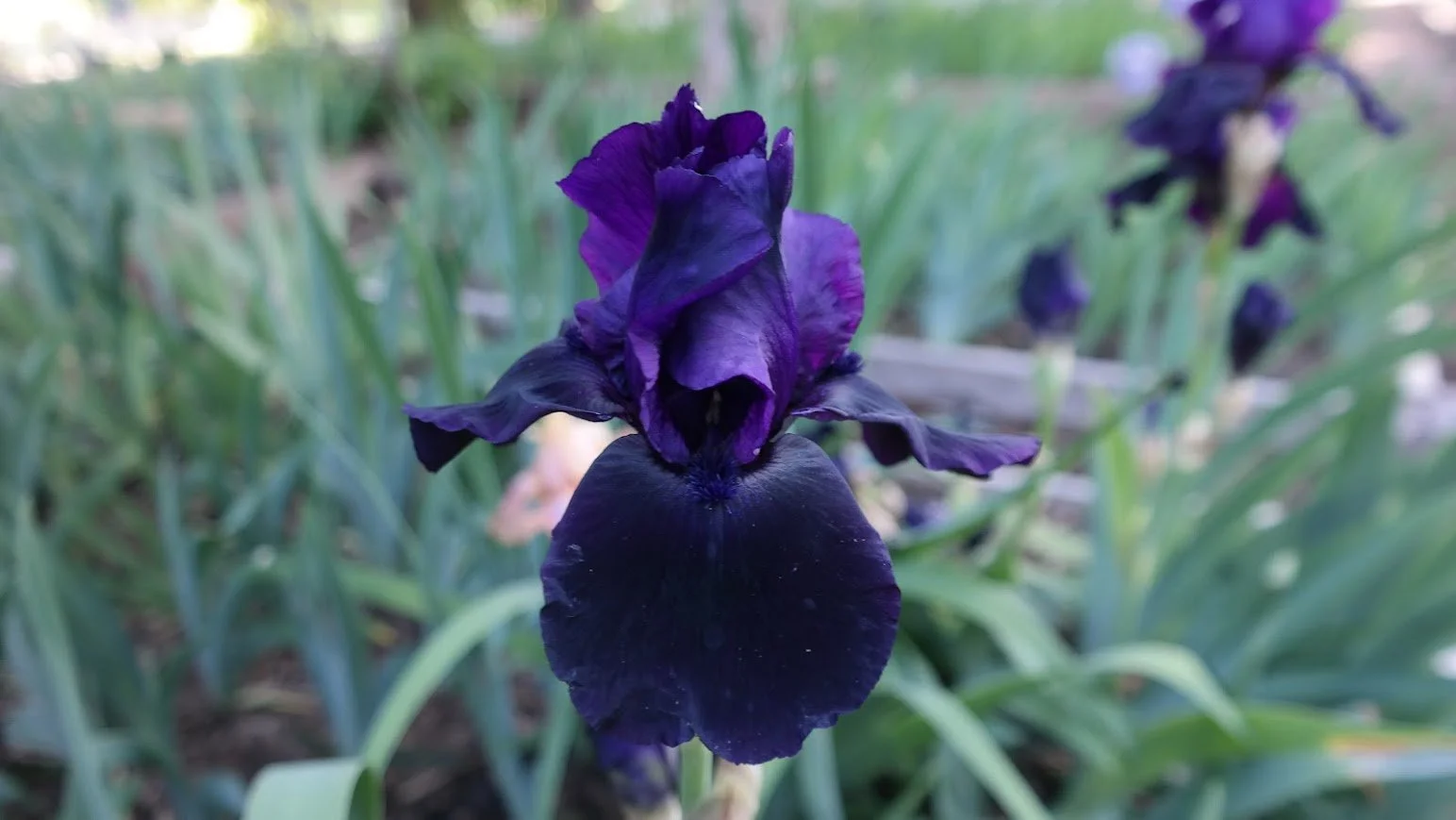 Blackout (Rebloom)