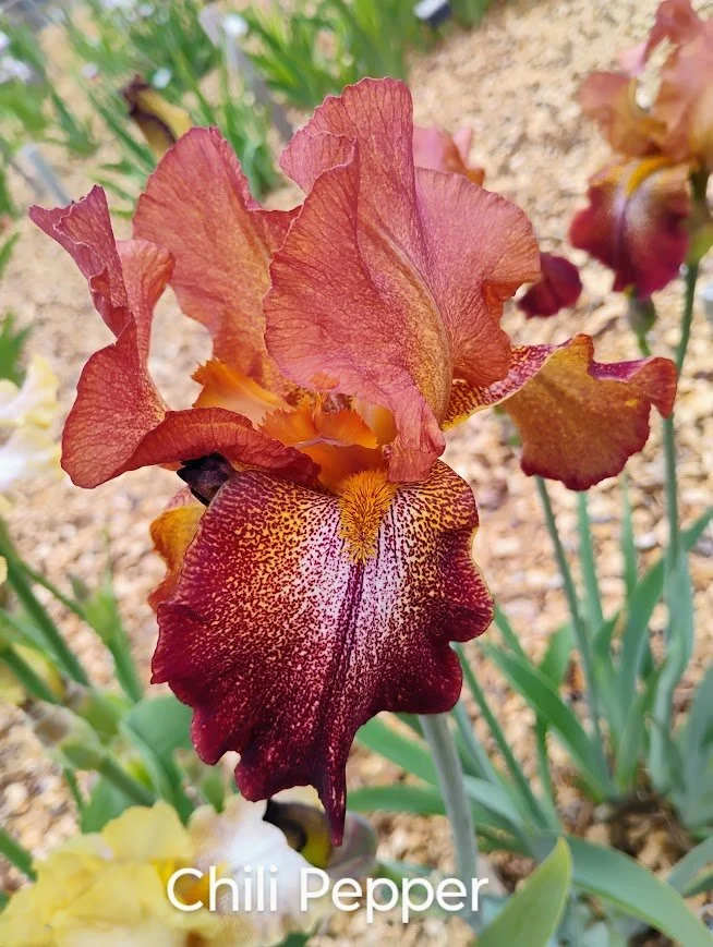 Chili Pepper (Rebloomer)