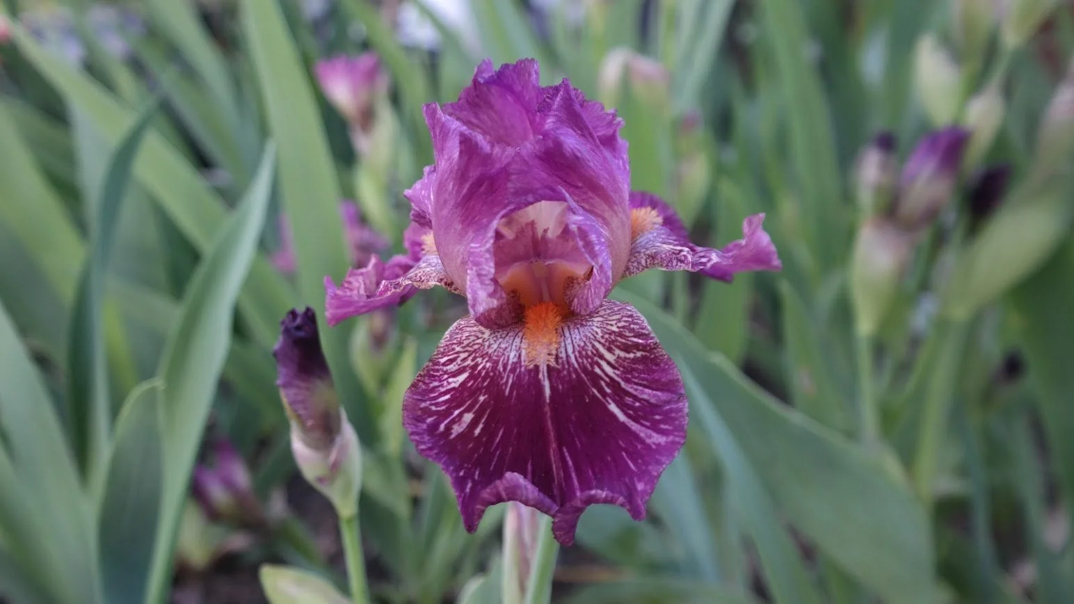 Blurred Vision (IB) (Rebloom)